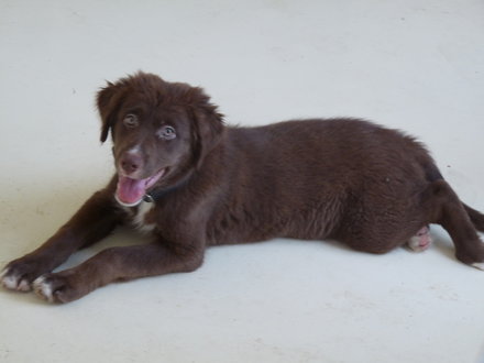 Daïly croisé labrador de 3 mois Chiot10