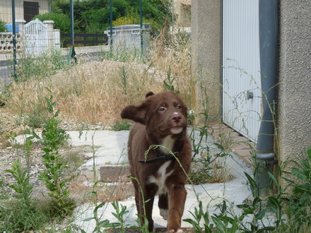   DAILY Chiot mâle de 2 mois et demi recherche adoptant (11) ADOPTE Photo_28