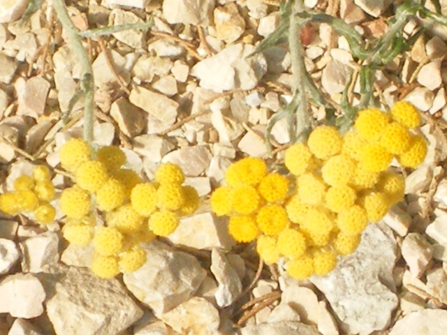 fleurs des dunes : Helichrysum italicum Dscfle14