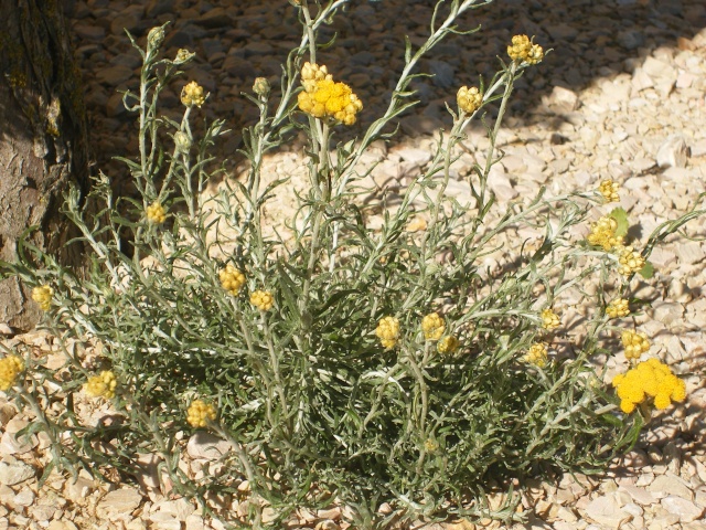 fleurs des dunes : Helichrysum italicum Dscfle15
