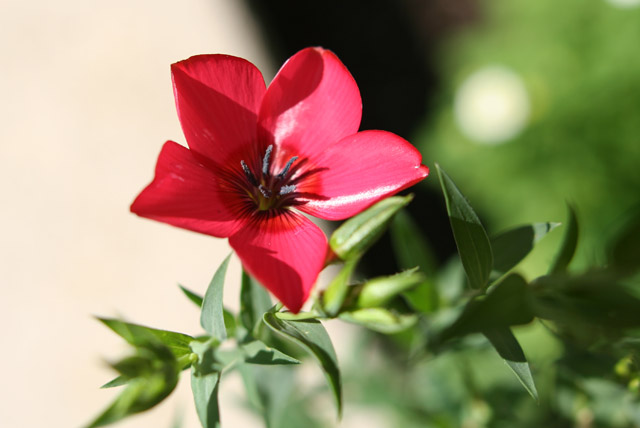 Fleur rouge : Linum grandiflorum. Fleur_10