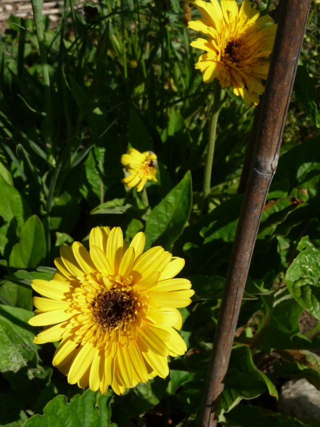 GERBERA!!! P1090310