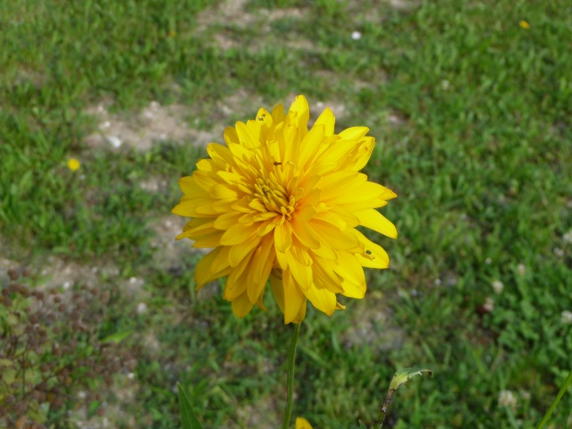 Quelle est cette fleur jaune? ( héliopsis summer sun) P1090816