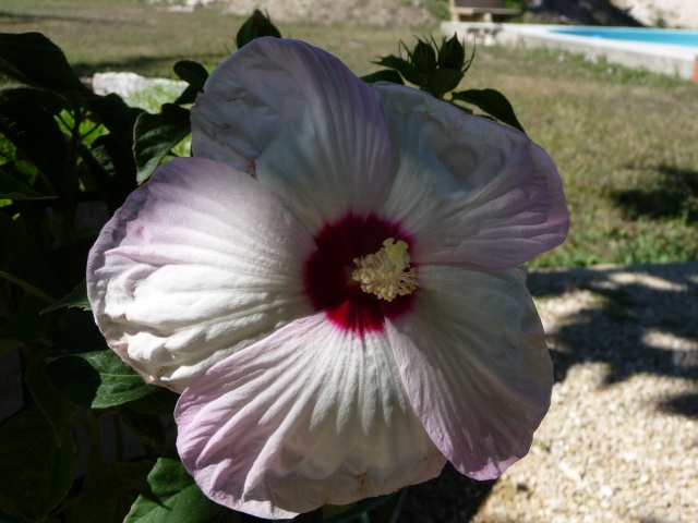 hibiscus a fleur géante:Hibiscus moscheutos cv disco - Page 4 P1100112