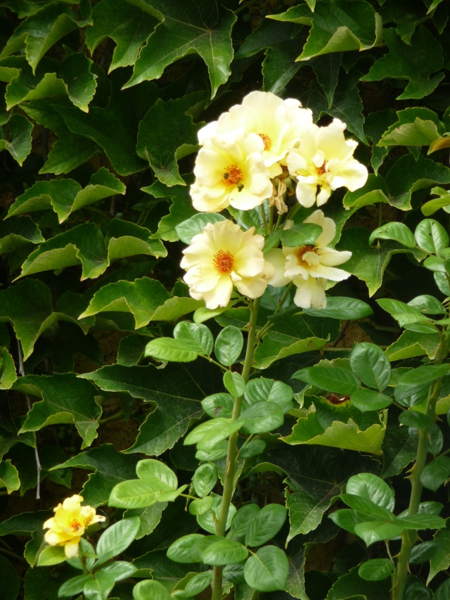 Les roses de nos jardins! - Page 16 P1100517