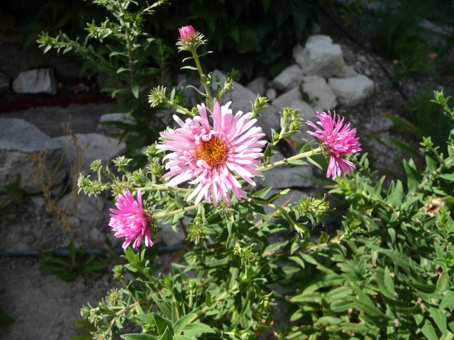 Aster novi angliae P1100518