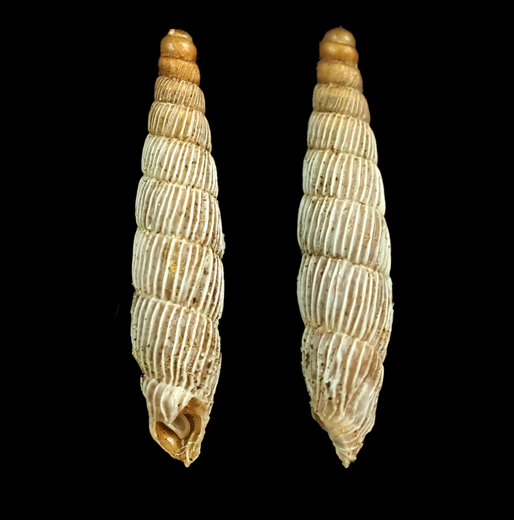 Agathylla regularis (L. Pfeiffer, 1861) Agathy10