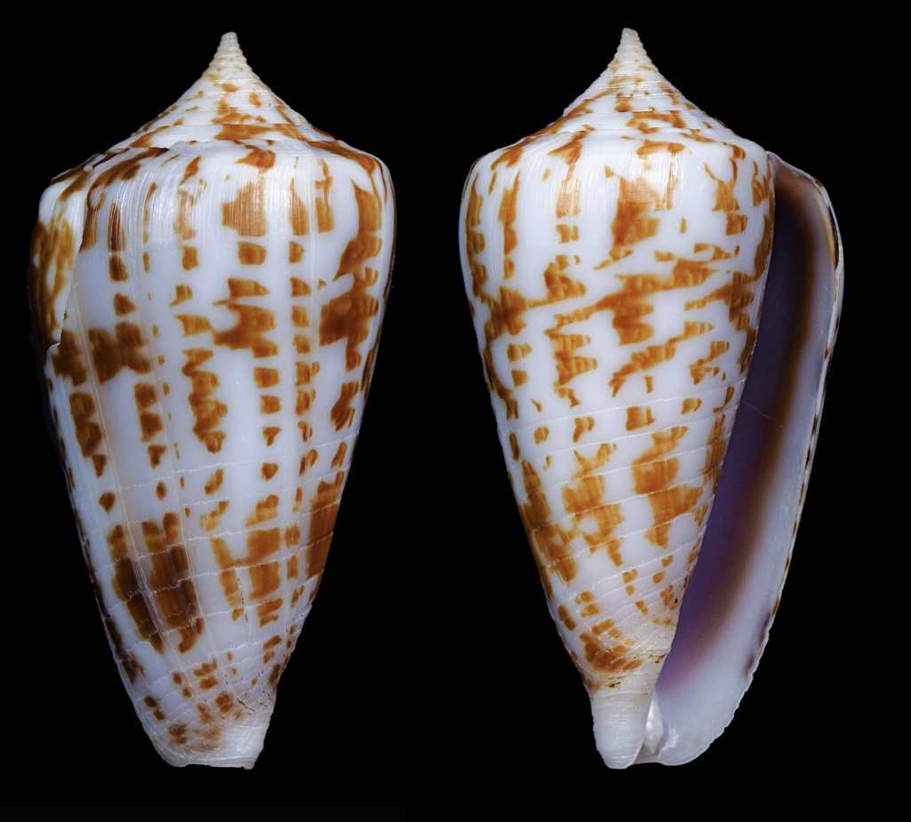 Conus (Phasmoconus) vegaluzi (Monnier, Prugnaud, Limpalaër, 2020)  Captur28