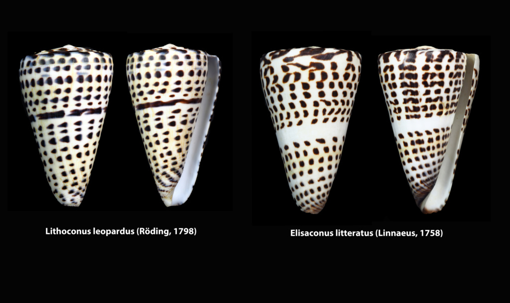 Conidae Conus (Lithoconus) leopardus versus Conus (Elisaconus) litteratus) - Page 2 Conus_11