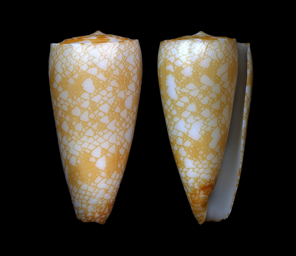 Conus (Eugeniconus) friedae (da Motta, 1991) Eugeni11