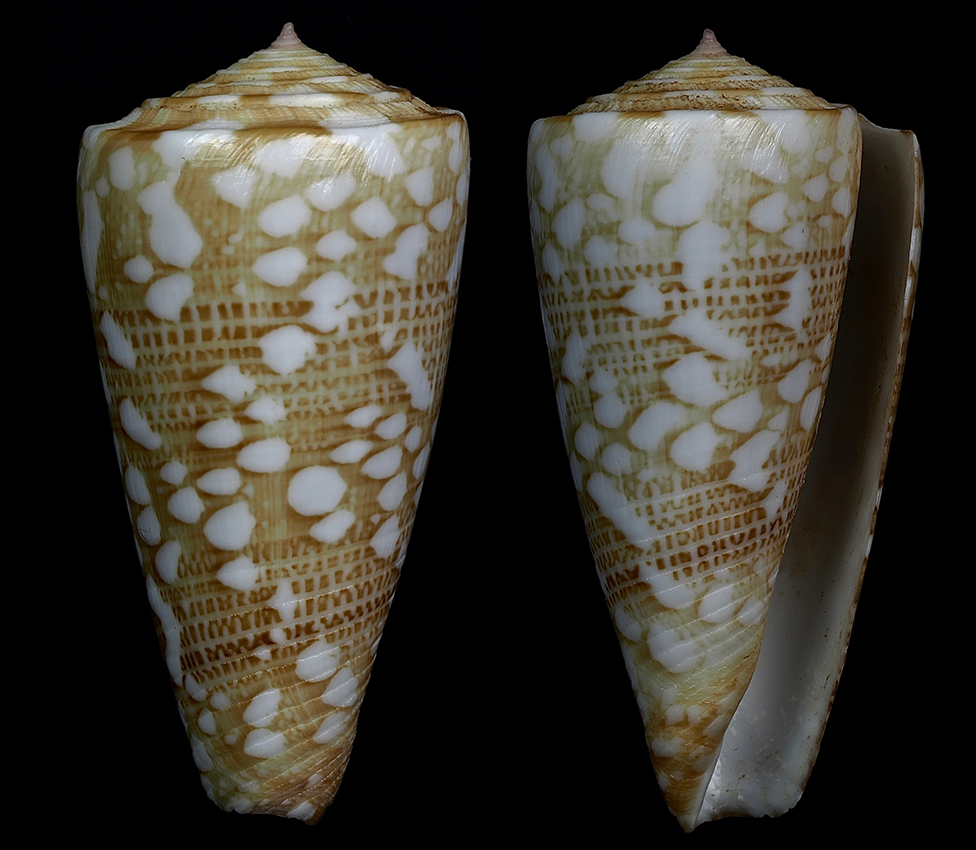 Conus (Eugeniconus) friedae (da Motta, 1991) Eugeni12