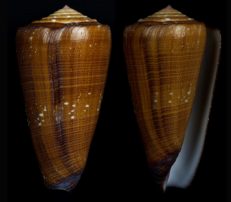 Conus deperditus - Conus (Eugeniconus) friedae (da Motta, 1991) Eugeni14