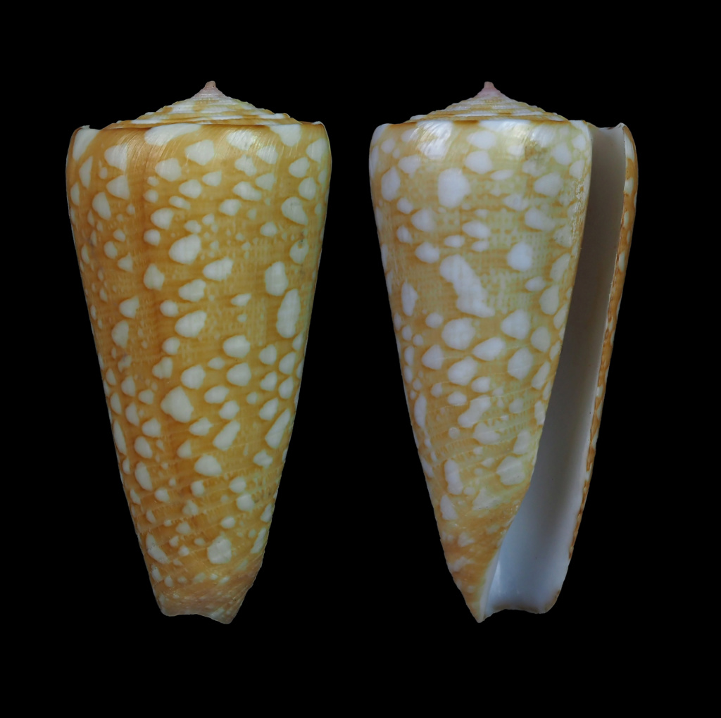 Conus (Eugeniconus) friedae (da Motta, 1991) Eugeni15