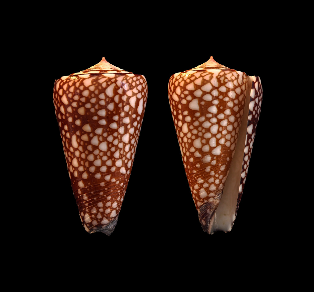 Conus deperditus - Conus (Eugeniconus) gisellelieae (Parsons, Abbas & Lie, 2020) Eugeni16