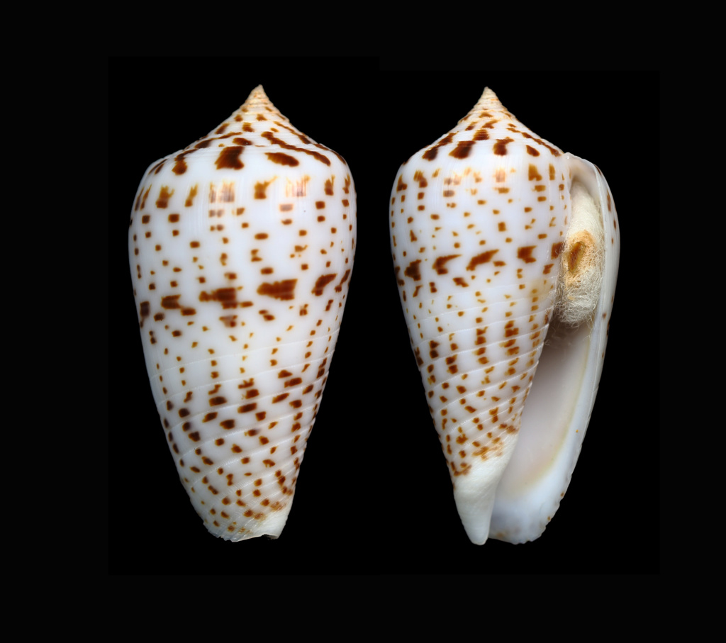 Conus (Phasmoconus) amplus Röckel & Korn, 1992 Phasmo12