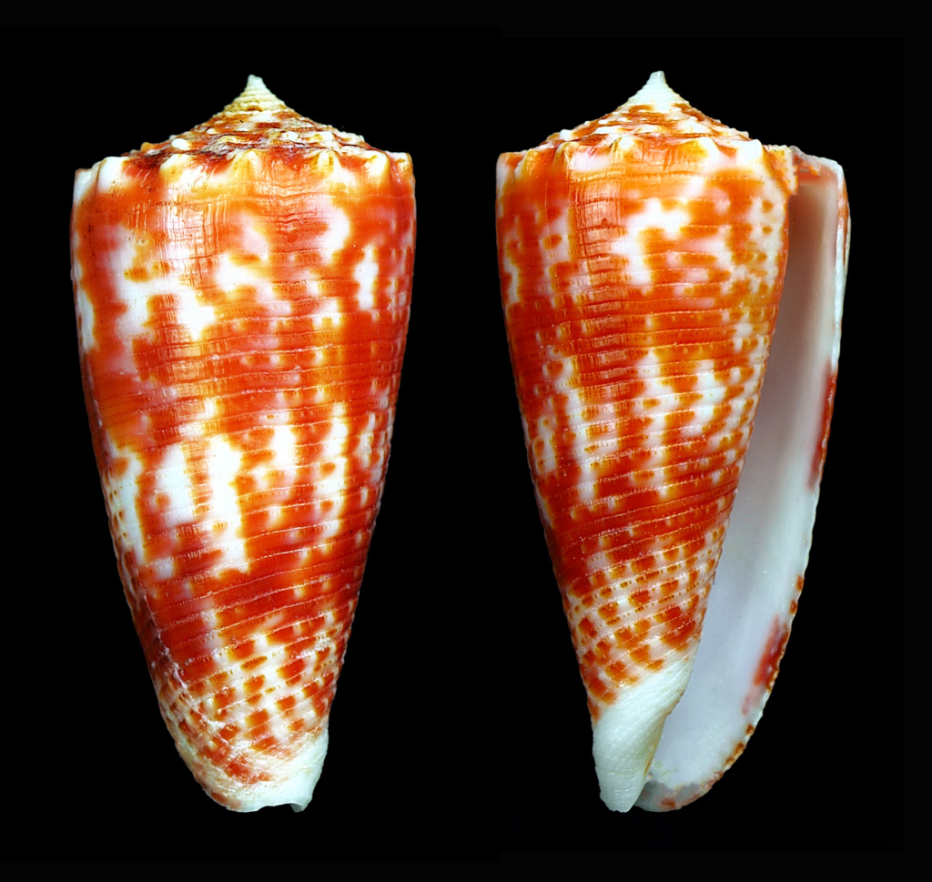 Conus (Phasmoconus) marielae  Rehder & Wilson, 1975 Phasmo20