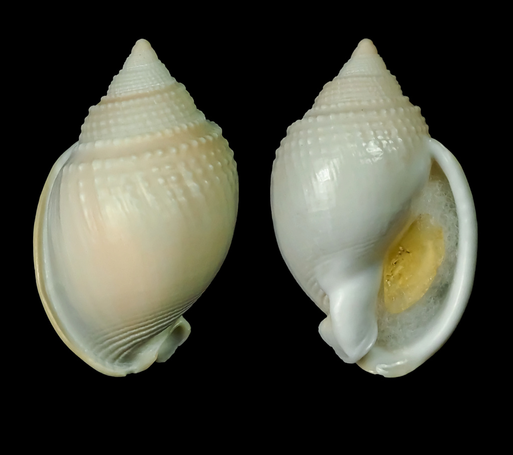 Semicassis semigranosa - (Lamarck, 1822) Semica18