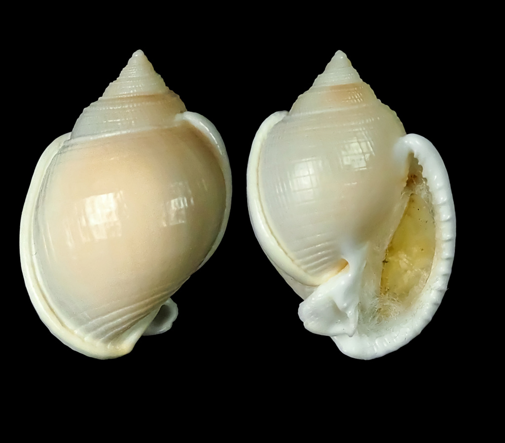 Semicassis angasi (Iredale, 1927) Semica19
