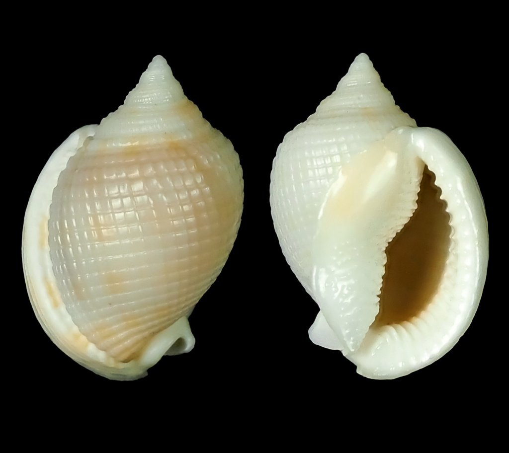 Semicassis granulata (Born, 1778) ??? Semica20