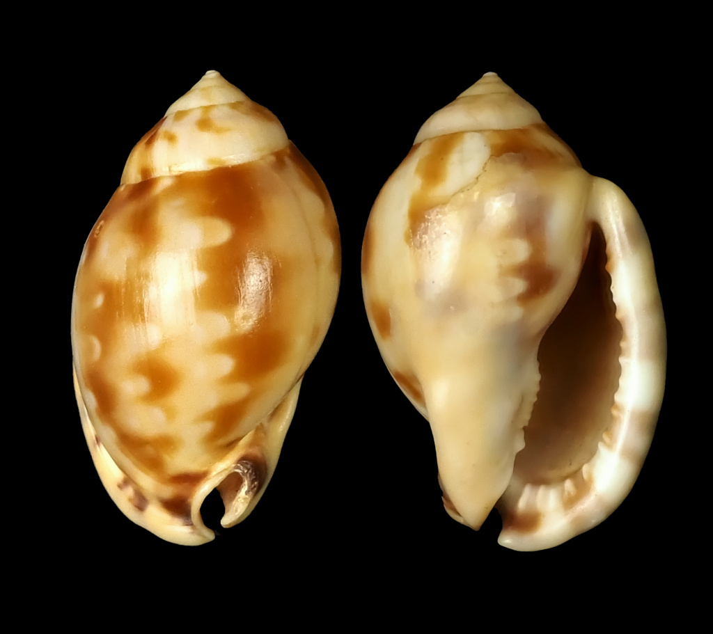 Semicassis labiata iheringi (Carcelles, 1953) Semica22