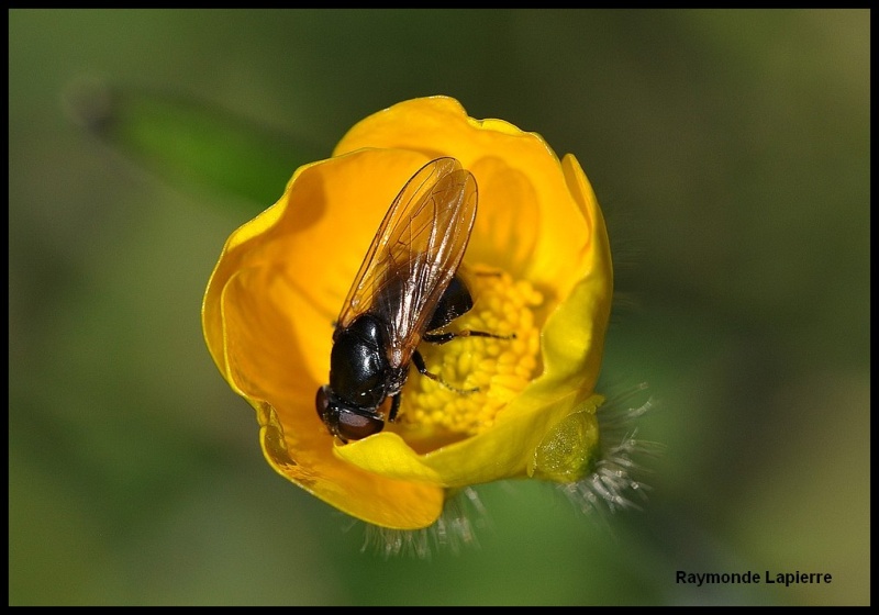 Mouche sur un bouton d'or Dsc_4211