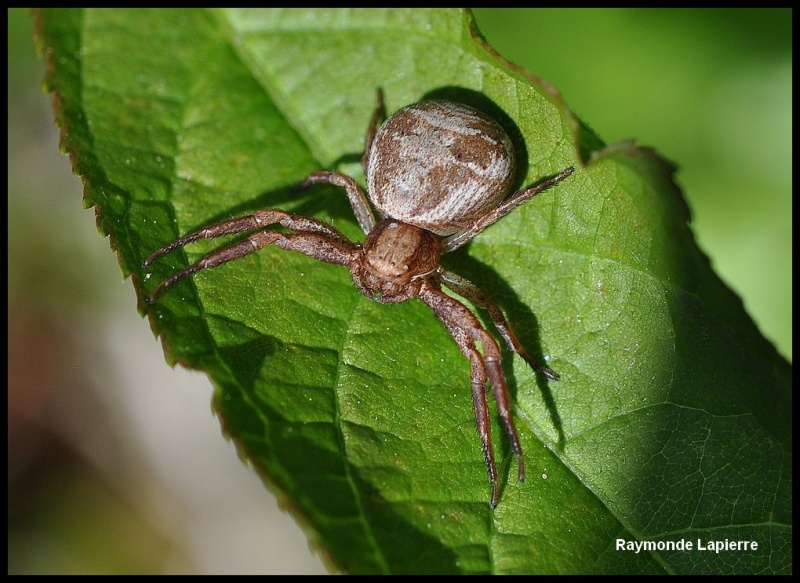 Araignée crabre Dsc_4310
