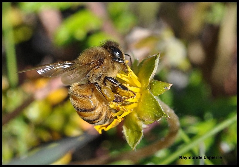 Abeille Dsc_6112