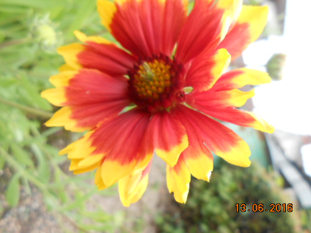 Gaillardes 2016 Dscn3033