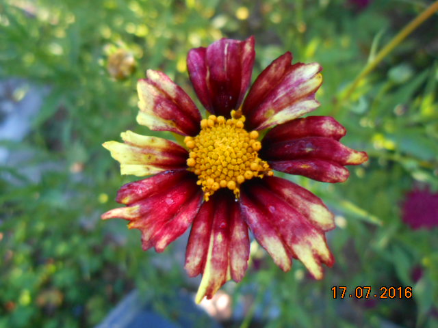 coreopsis redshift Dscn3245