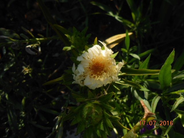 Le Stokesia  Dscn3249