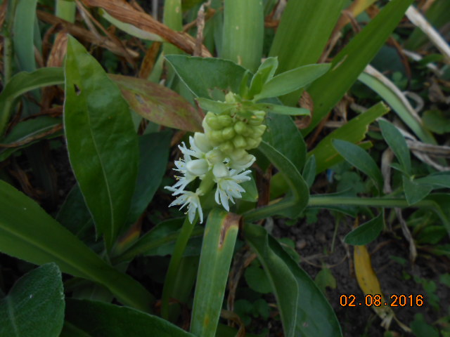 Bulbes de Fleur d'Ananas (Eucomis bicolor) - Page 2 Dscn3337