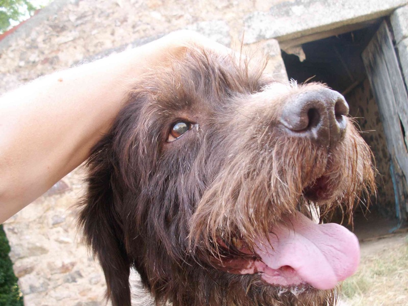 Jéjé adorable griffon KORTHAL 9ans quasi aveugle doit quitter au plus vite le refuge (17) Et_enc10