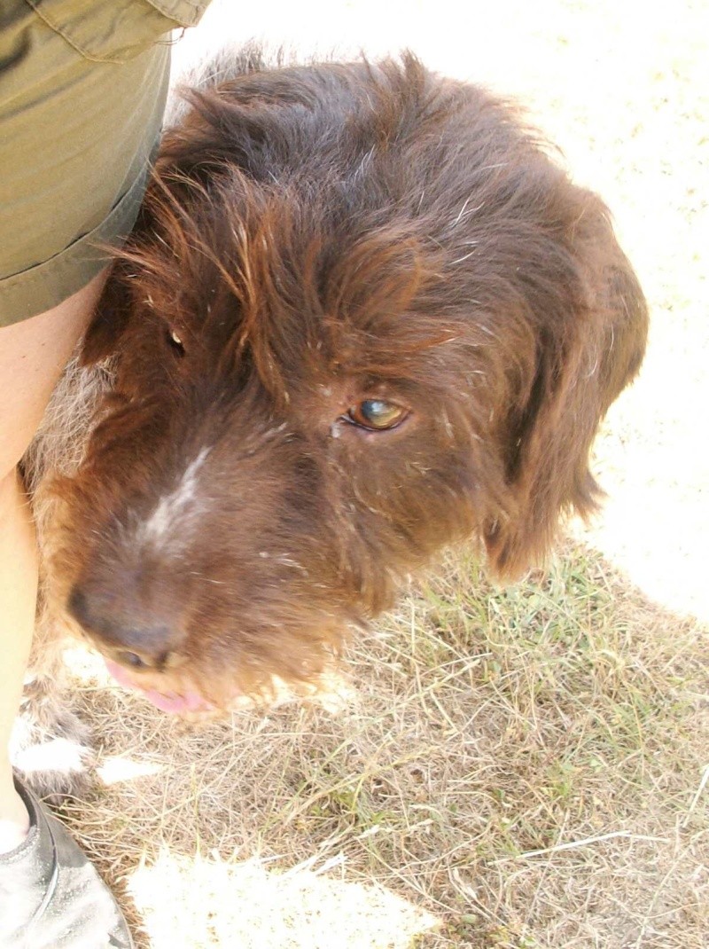 Jéjé adorable griffon KORTHAL 9ans quasi aveugle doit quitter au plus vite le refuge (17) Je_sui10