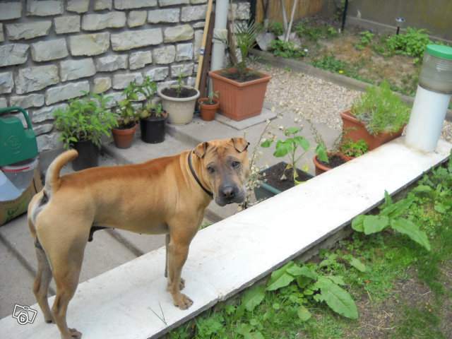 DRACCO, sharpei mâle, 2 ans Dracco10