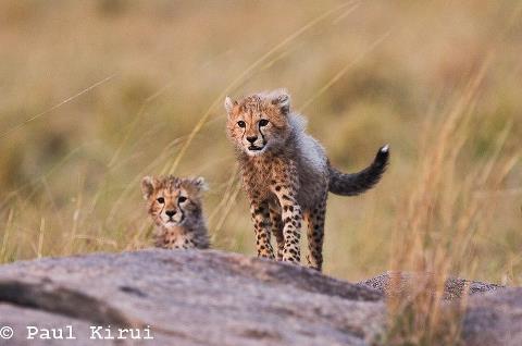 Paul Kirui Blog - Page 5 Cheeta10