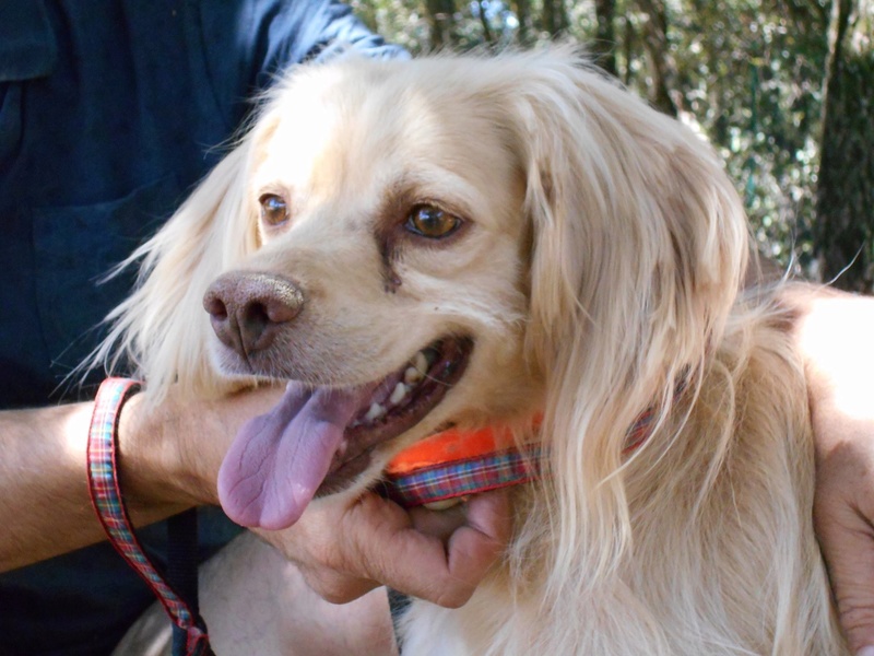 A adopter Lilou, adorable chienne type setter / épagneul de 4 ans (13) 13735710