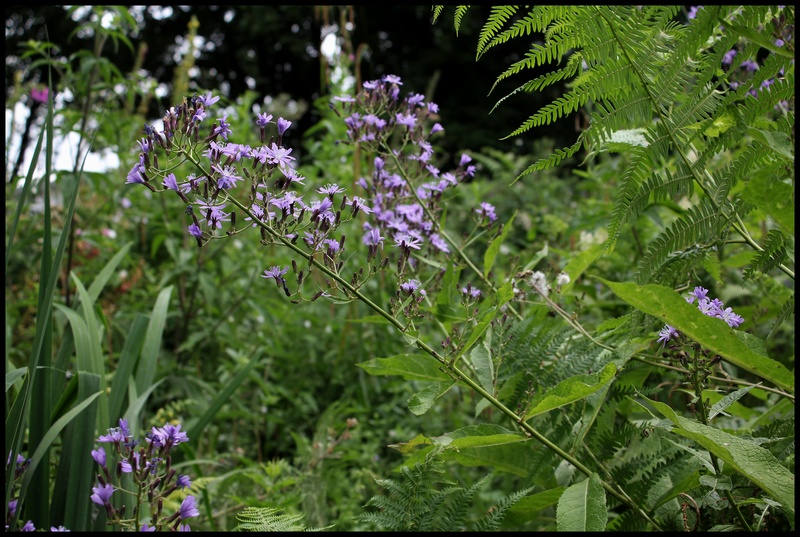 Cicerbita bourgaei (Lactuca) - [devinette] Dev_410