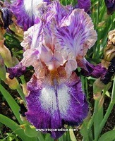 Les Iris plicata - une longue histoire et un bel exemple d'évolution Focus10