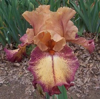 Les Iris plicata - une longue histoire et un bel exemple d'évolution Gigolo10