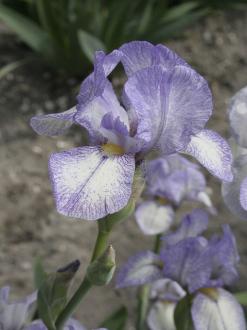 MTB - les Iris grands miniatures ou Iris de table Iris-i16