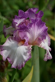Les Iris plicata - une longue histoire et un bel exemple d'évolution Striki10