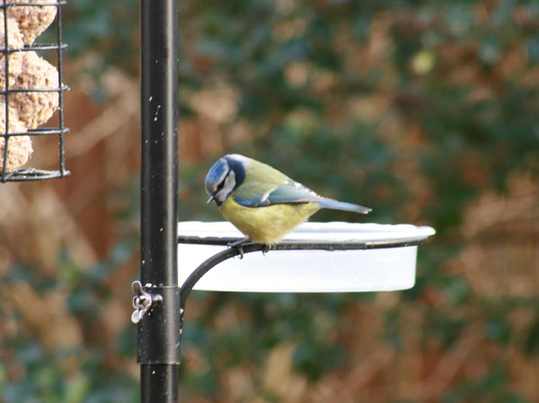 Our Feeding Stations :):) - Page 12 Bathti10