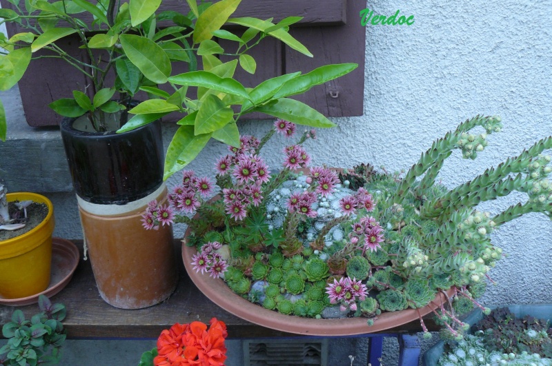 les fleurs de Verdoc P1090120