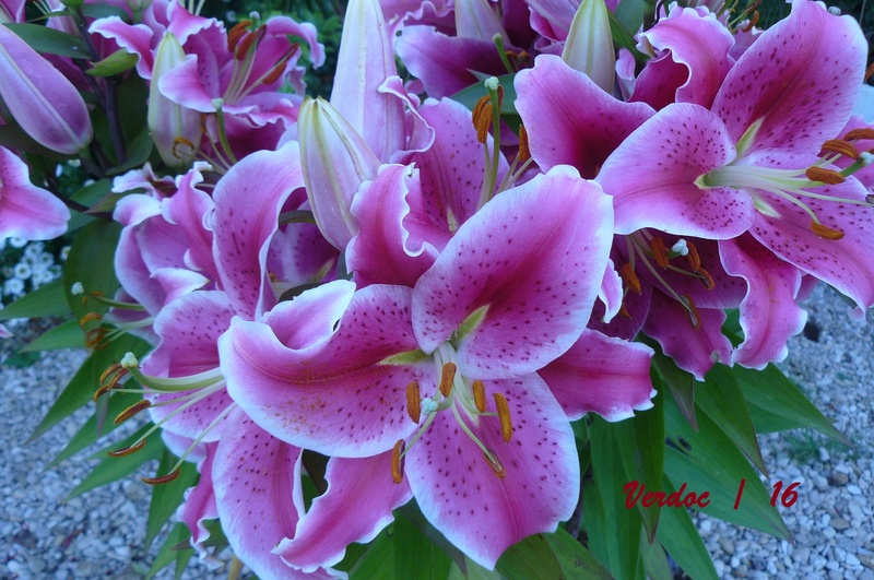 les fleurs de Verdoc P1090217