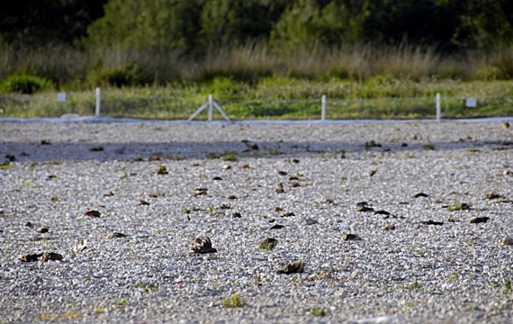 Pétition : des petites cailles exterminées vivantes lors de ball trap en ESPAGNE !!!! 21010