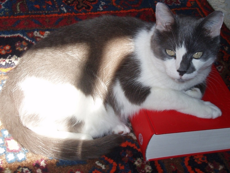 yoki - Chatte perdue - 14 ans - Paris 75005 - Quai St-Bernard - Port de la Tournelle Chat10