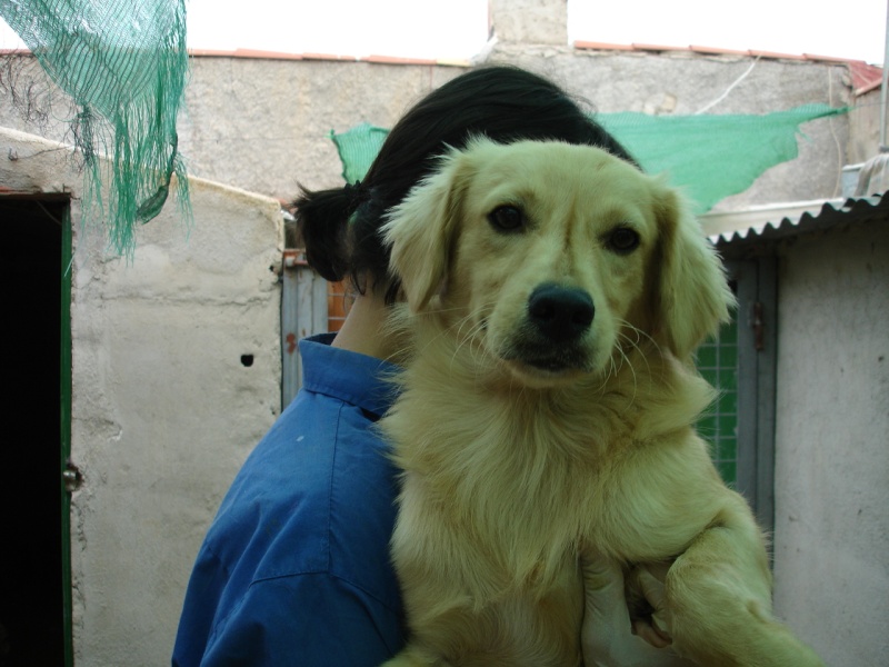 LUSO male croisé "mini" golden retriever né le 15/02/2012 Dsc05615