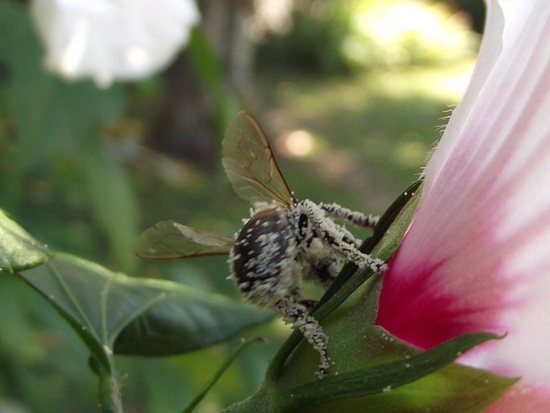 abeilles et bourdons. Dscf2013