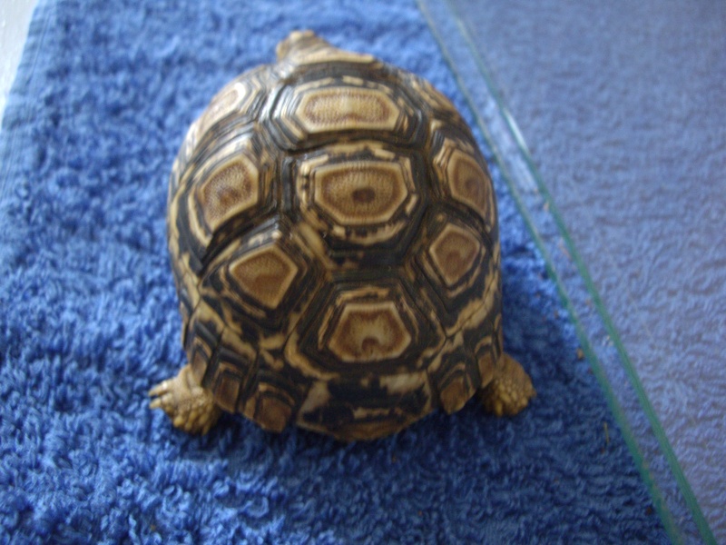 Identification de cette tortue Imgp4421
