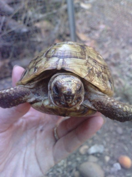 Pouvez-vous identifier cette tortue merci P0307115